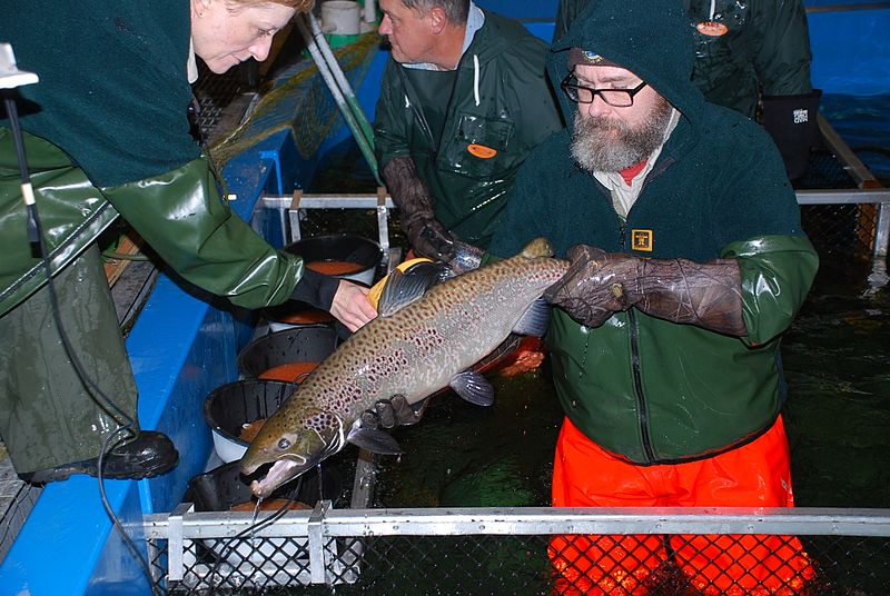 File:Adult male Atlantic salmon at the Craig Brook National Fish Hatchery. Photo- USFWS (15690820230).jpg