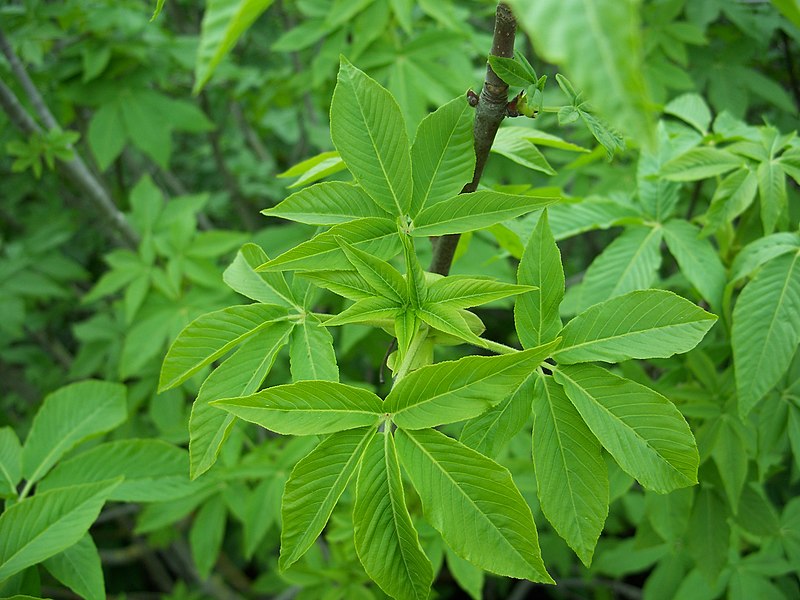 File:Aesculus californica-12.jpg