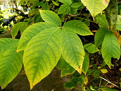Листови (Aesculus parviflora)