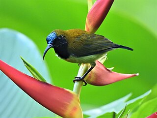 <span class="mw-page-title-main">Flaming sunbird</span> Species of bird