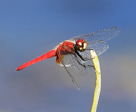 Aethriamanta nymphaeae