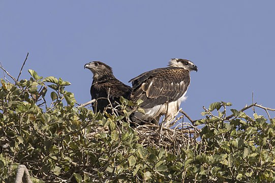 Juveniles in nest, Ethiopia