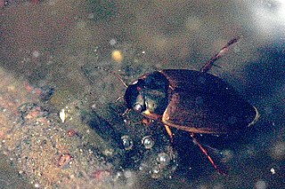 <i>Agabus sturmii</i> Species of beetle
