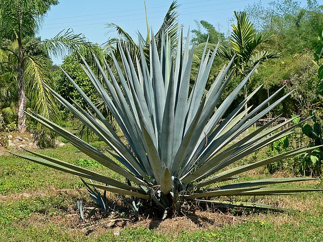 Agave syrup - Wikipedia