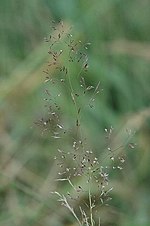 Vignette pour Agrostis stolonifera