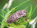 Agrypnus murinus (Linnaeus, 1758)