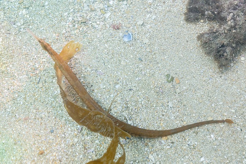 File:Aguja de mar (Syngnathus acus), Parque natural de la Arrábida, Portugal, 2021-09-08, DD 28.jpg