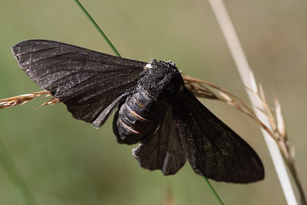 Creationists have disputed the occurrence or significance of the melanic carbonaria morph's increase in frequency.