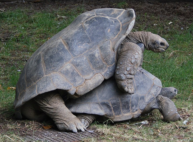 File:Aldabra mating 6 - IMG 3493.JPG