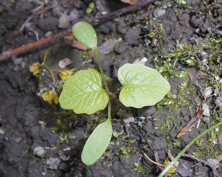 File:Alliaria petiolata 2017-04-20 8302.jpg