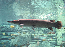 Alligator gar (Atractosteus spatula) Alligator Gar 10.JPG