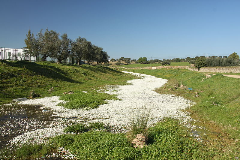 File:Almodovar - river of daisies (13533033244).jpg