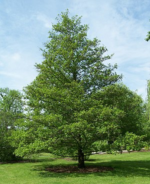 https://upload.wikimedia.org/wikipedia/commons/thumb/1/16/Alnus_glutinosa_.jpg/300px-Alnus_glutinosa_.jpg