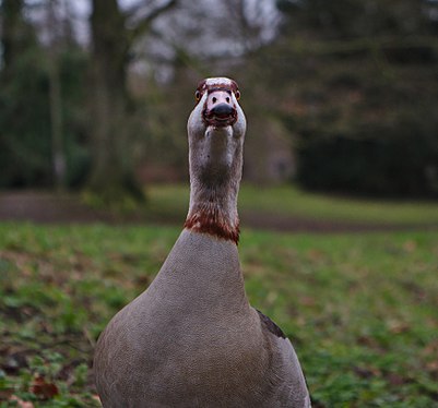 en:Egyptian goose