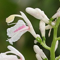 花、唇弁は卵形、白色で紅色の斑が入る