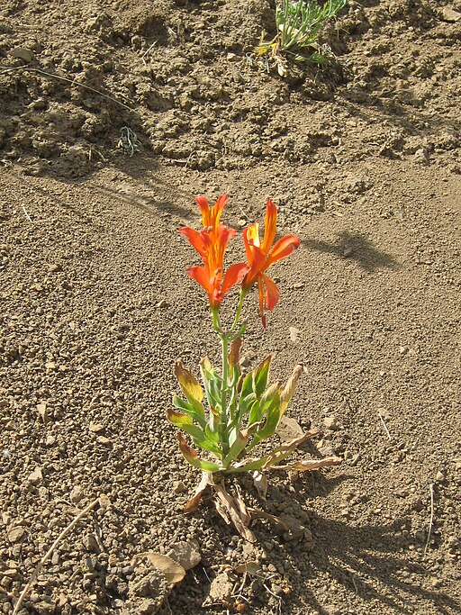 Alstroemeria ligtu 1