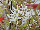 Flowers and foliage of Amelanchier, or shadbush Amelanchier grandiflora2.jpg