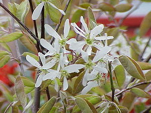 Pêra de cobre (Amelanchier lamarckii, syn.Amelanchier grandiflora)