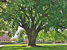 "Great Elm Tree" at Phillips Academy in Andover, Massachusetts (May 2020). American Elm at Phillips Academy, Andover, MA - May 2020.jpg