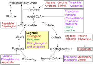 Catabolism of proteinogenic amino acids. Amino acids can be classified according to the properties of their main degradation products:
* Glucogenic, with the products having the ability to form glucose by gluconeogenesis
* Ketogenic, with the products not having the ability to form glucose. These products may still be used for ketogenesis or lipid synthesis.
* Amino acids catabolized into both glucogenic and ketogenic products. Amino acid catabolism revised.png