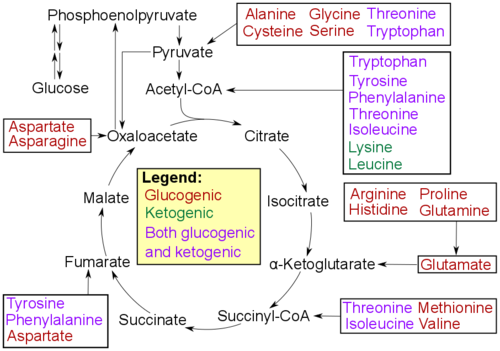 糖原性アミノ酸 Wikipedia