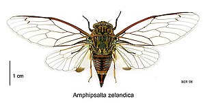 Amphipsalta Zelandica