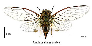 Amphipsalta zelandica vue de dessus.