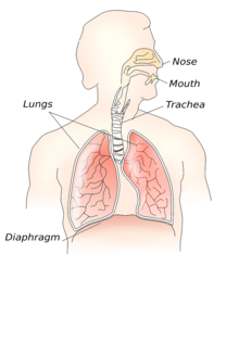 Basic human airway anatomy. Objects can enter the trachea and lungs via the mouth or nose. Anatomy-31056 1280.png