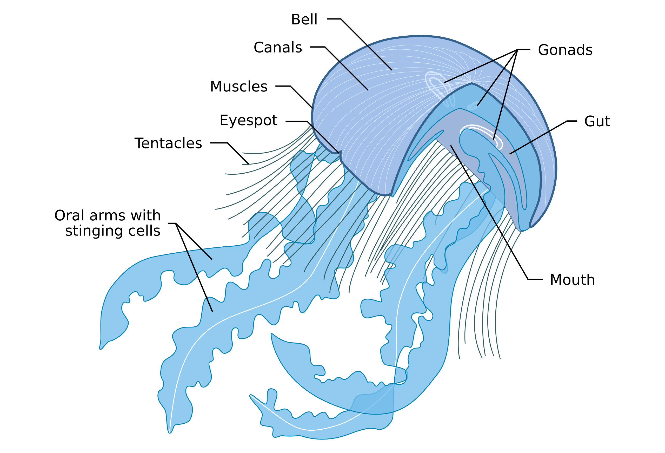 Download File Anatomy Of A Jellyfish Svg Wikimedia Commons