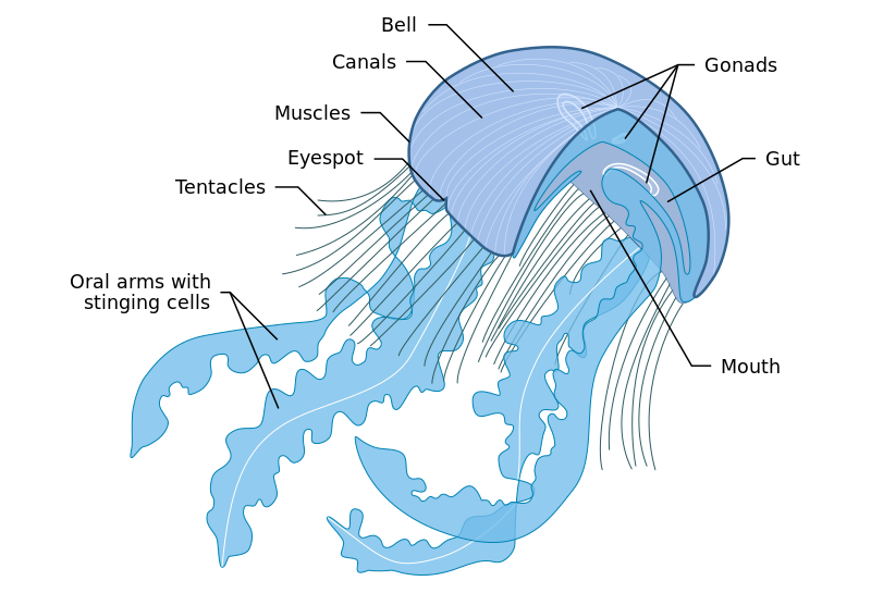 File:Anatomy of a jellyfish.svg