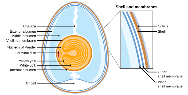 File:Anatomy of an amiotic egg labeled.svg