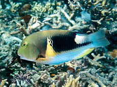 Anchor tuskfish (Choerodon anchorago) (39793147564).jpg