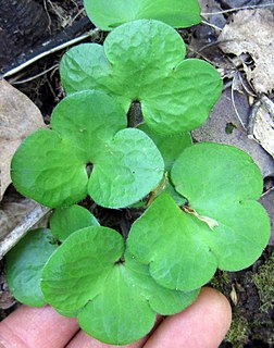 <i>Hepatica americana</i> Species of flowering plant
