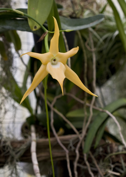 File:Angraecum sesquipedale cultivated.png