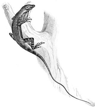 <i>Anolis oxylophus</i> Species of lizard