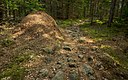 Ant-hill along a walking path in the woods.jpg