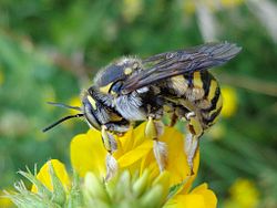 Anthidium florentinum