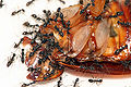 Formigues devorant-ne un cadàver