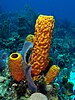 Aplysina fistularis (Yellow tube sponge).jpg