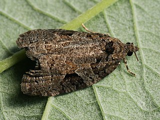 <i>Apotomis</i> Genus of tortrix moths