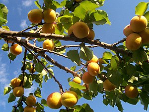 Abricots sur l'arbre