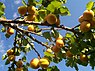 Abrikoos (Prunus armeniaca)