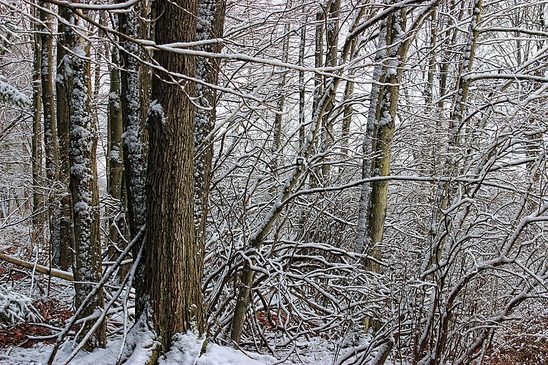 File:April Snow (5) (26245782632).jpg