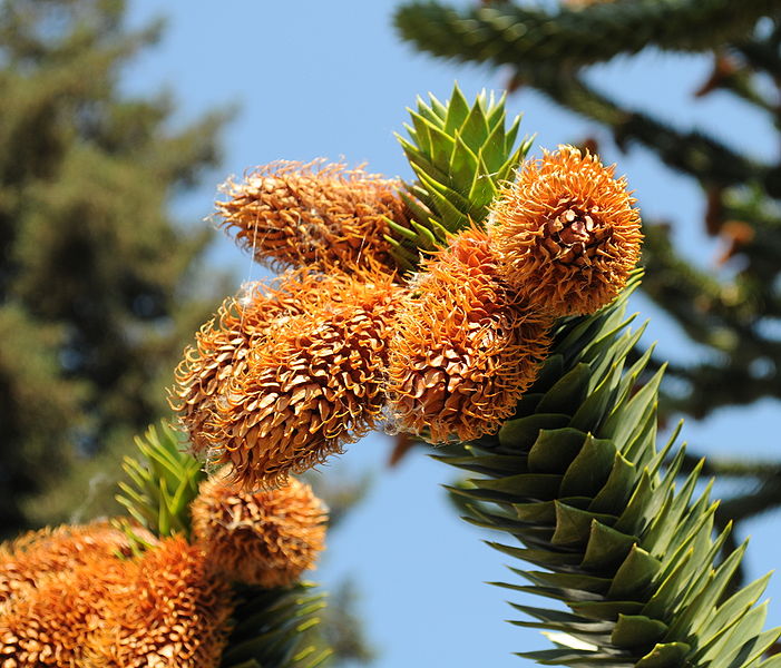 File:Araucaria araucana cones at Hulda Klager Lilac Gardens.jpg