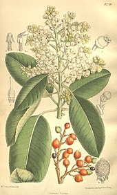 Arbutus menziesii from Curtis's Botanical Magazine,  vol. 135 1909