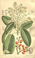 Arbutus menziesii 135-8249.jpg