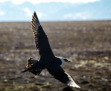 Parasitic jaeger Arcticskua2.jpg