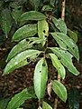 Ardisia polysticta