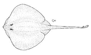 <span class="mw-page-title-main">Longtail skate</span> Species of cartilaginous fish