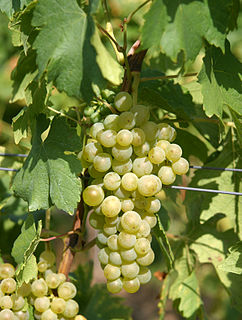 Arnsburger Variety of grape